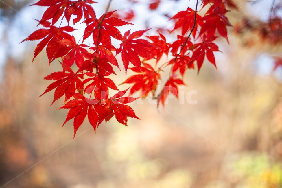 가을,단풍,단풍잎,단풍나무,나무,가을,계절,fall,autumn,season,plant,식물,leaf,잎,tree