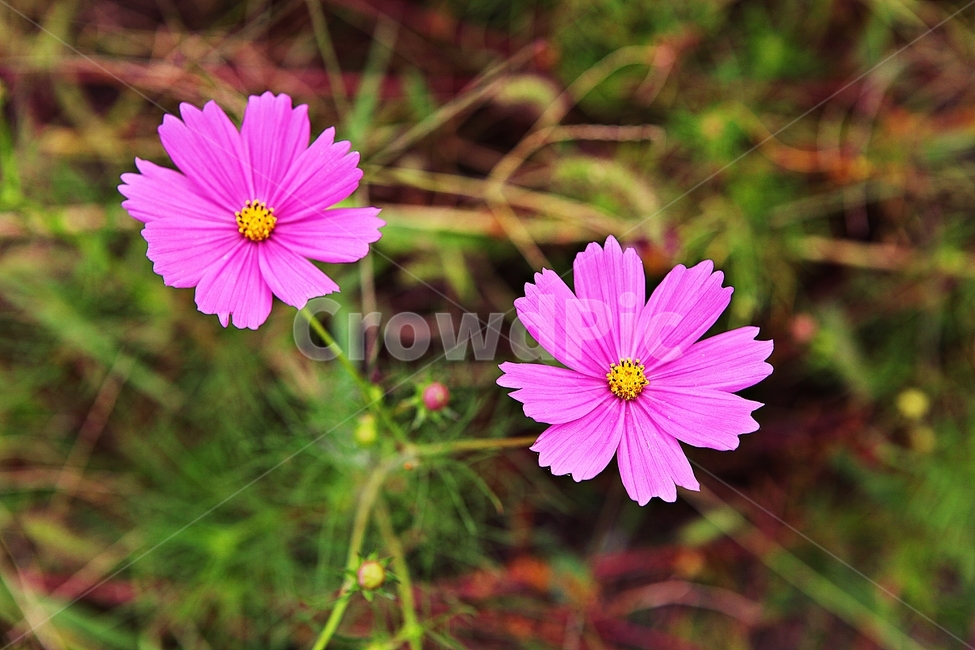 코스모스,꽃,꽃잎,가을꽃,가을,공원,잎,꽃밭,자연,식물,가을,계절,fall,autumn,season,식물,자연,plants,nature,꽃,flower,plant,petal,blossom