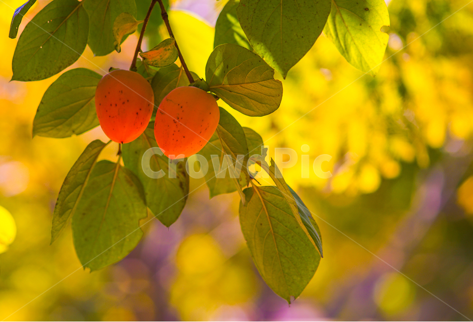 감,가을,홍시,감나무,자연,과일,과일,열매,fruit