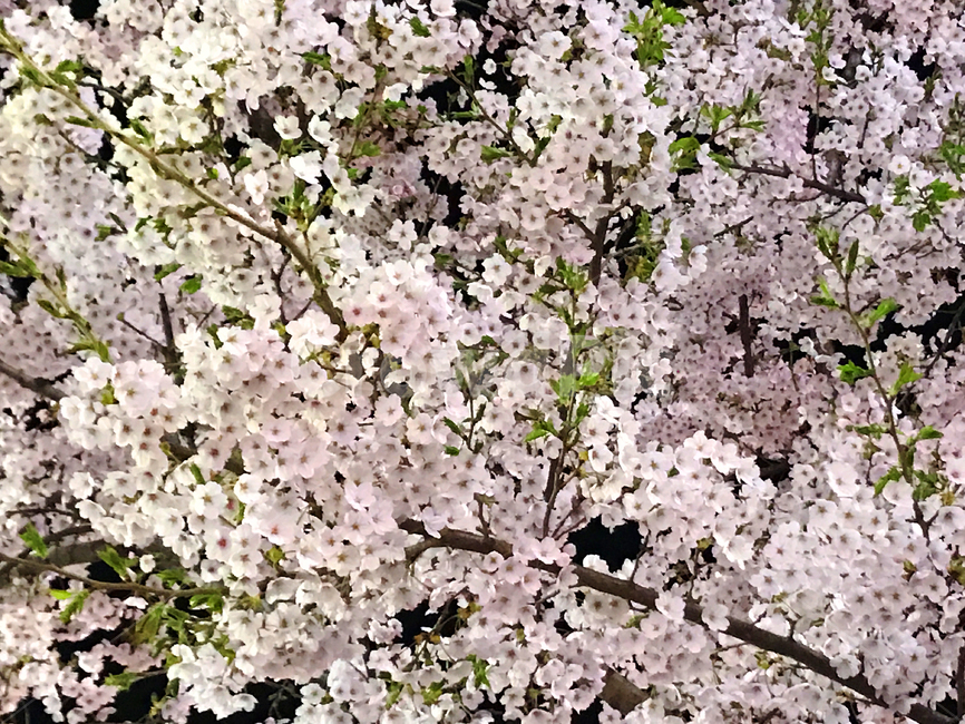 봄,벚꽃,밤,밤벚꽃,벚꽃축제,꽃놀이,나들이,꽃,봄,계절,spring,season,식물,자연,plants,nature,꽃,flower,plant,blossom