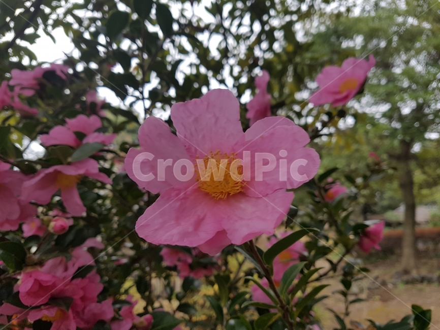 꽃,동백꽃,제주,동백,분홍색,나무,겨울,꽃잎,제주도,감성,식물,자연,plants,nature,꽃,flower