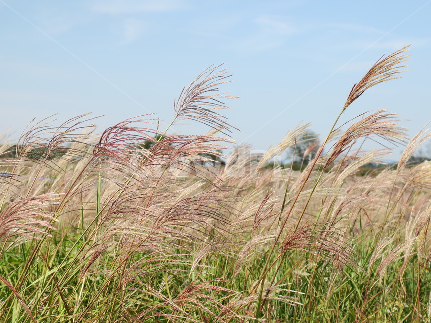 갈대,plant,식물,자연,바람,가을,식물,자연,plants,nature