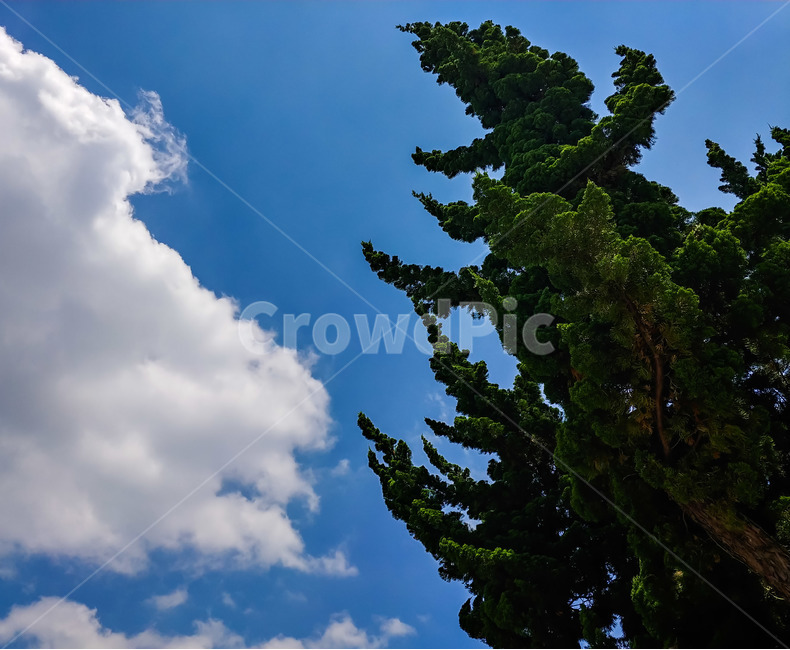 구름,나무,하늘,맑음,여름,푸른잎,파란색,tree,자연,풍경,nature,landscape,plant,식물