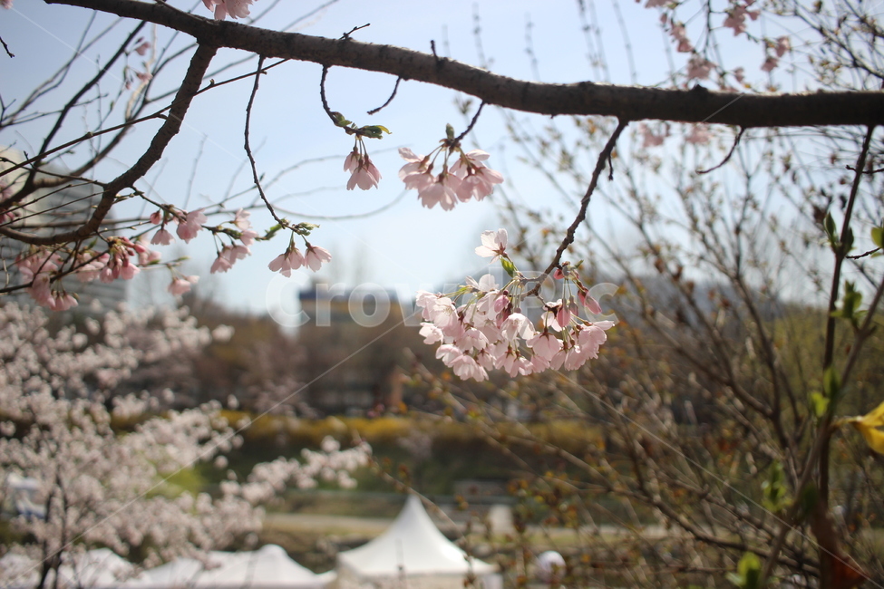 벚꽃,봄,spring,cherryblossoms,봄하늘