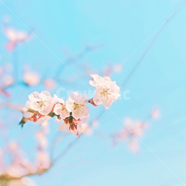 벚꽃,봄,핑크,식물,하늘,식물,자연,plants,nature,꽃,flower