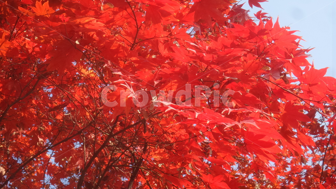 단풍,단풍나무,목련강,무환자나무목,관상수,낙엽활엽관목,정원수,붉은색단풍,가을,계절,fall,autumn,season,식물,자연,plants,nature,leaf,잎,plant,tree,나무,maple