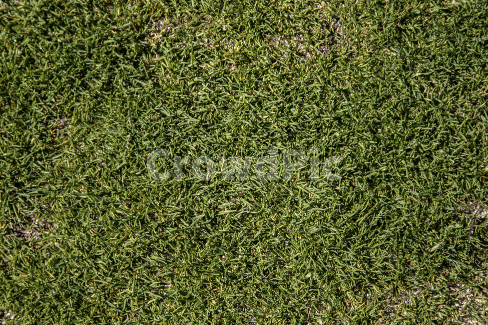 잔디,녹색,풀,자연,질감,텍스처,질감,패턴,texture,pattern