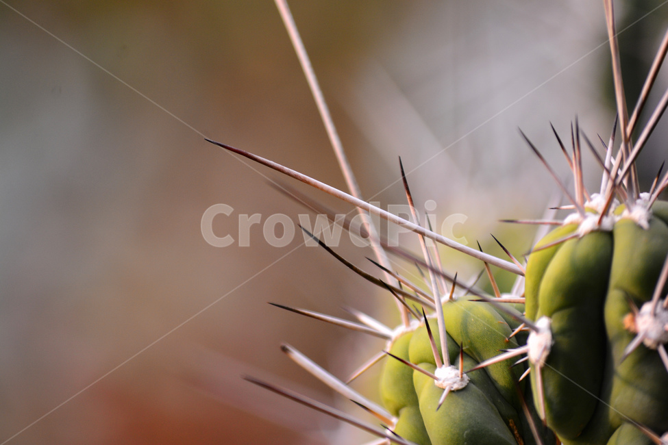 선인장,가시,상처,다육식물,조심,디육이,식물,아열대식물,cactus,다육질,사막,plant,식물원,열대식물,예리함,날카로움,주의,보호,방어,안전,thorn,식물,자연,plants,nature
