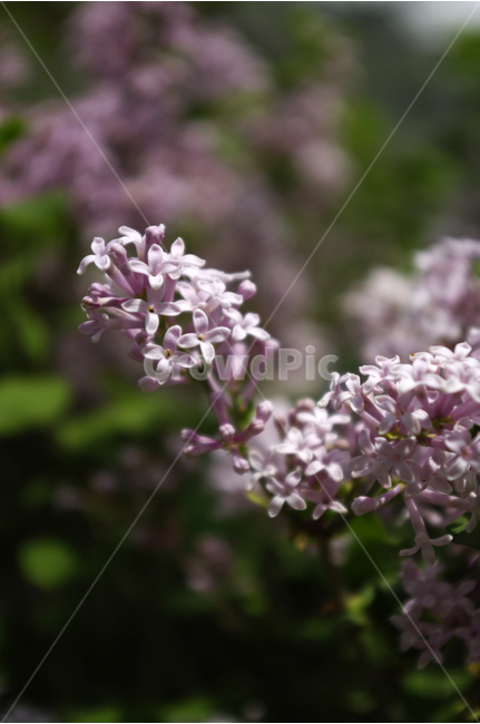 라일락,식물,자연,꽃,flower,color,식물,자연,plants,nature,꽃,flower