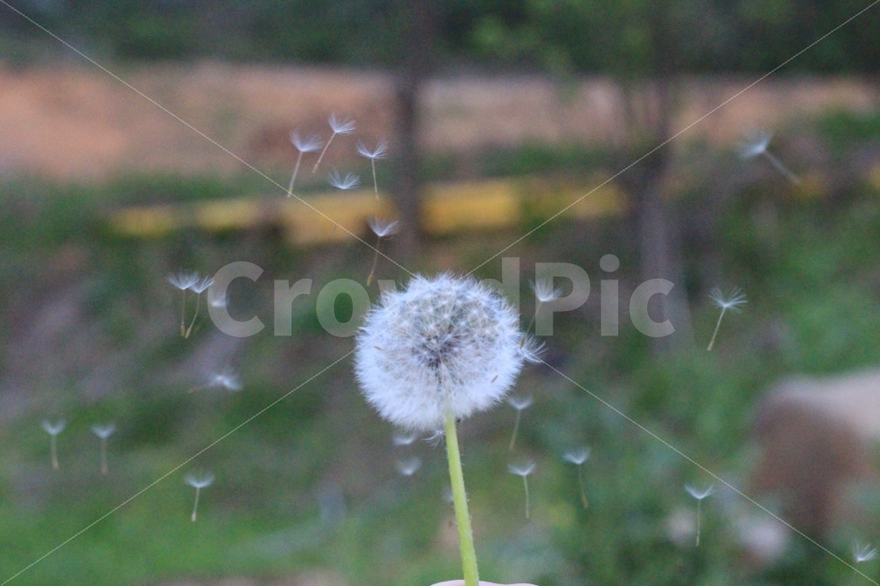 민들레,민들레씨,씨,빛모아농원,자연,식물,자연,plants,nature,꽃,flower
