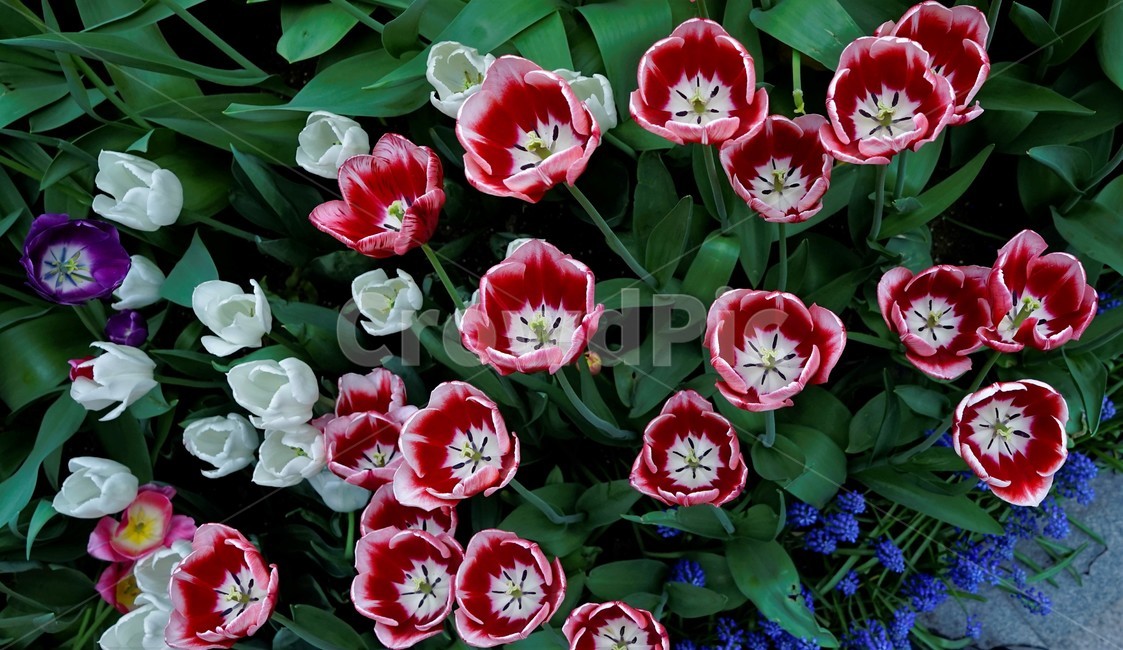 튤립,봄,bloom,꽃,식물,자연,화사함,꽃향기,tulip,colorful,floral,flower,gardenflowers,happymind,life,nature,plant,spring봄,spring,식물,자연,plants,nature,꽃,flower