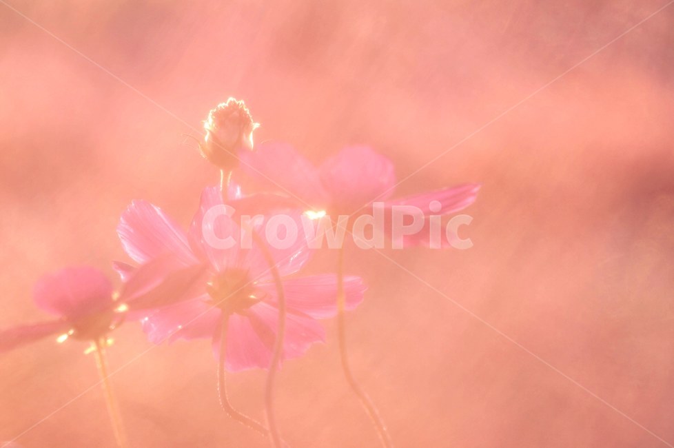 가을,코스모스,핑크뮬리,억새풀,감성,plant,식물,petal,꽃잎,flower,꽃,blossom