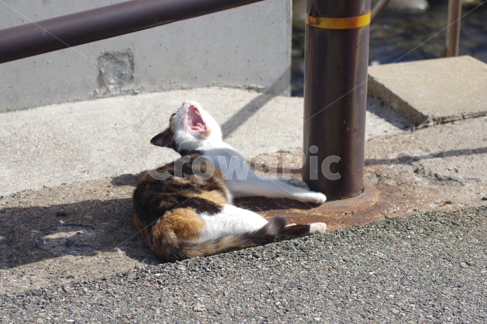 고양이,하품하는고양이,하품,cat,도로,길,동물,animal,포유류,mammal,고양이,cat,kitten,kitty