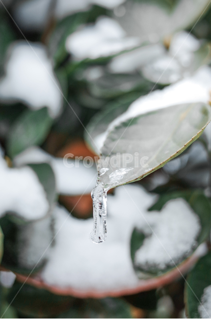 겨울,winter,눈,첫눈,snow,낙엽,나뭇잎,나무,얼음,ice,frozen,겨울,계절,winter,season