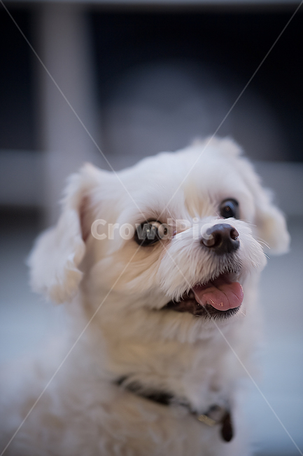 강아지,말티즈,반려견,애완동물,dog,동물,animal,포유류,mammal,개,강아지,dog,doggy