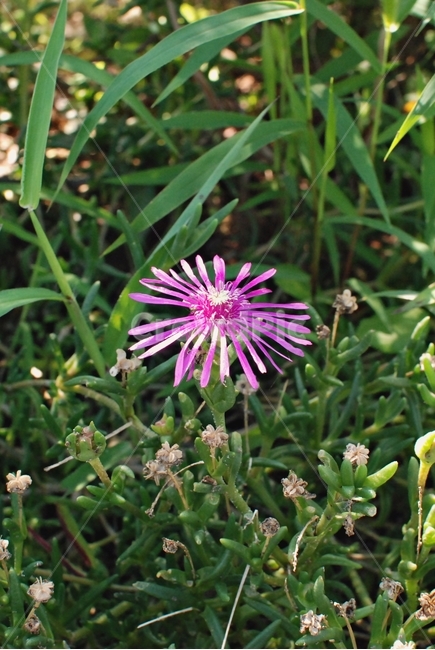 꽃,자연,식물,풀,보라색꽃,채송화,사철채송화,식물,자연,plants,nature,꽃,flower