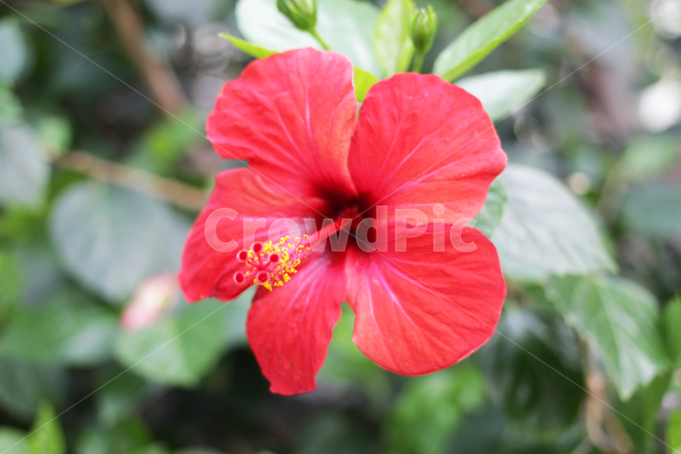 식물,꽃,히비스커스,flower,hibiscus,plant,blossom