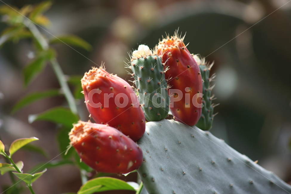 손바닥선인장,백년초,열매,선인장,indianpricklypear,CactusFruits,식물,자연,plants,nature,과일,열매,fruit