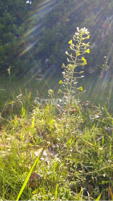 식물,빛,햇빛,light,plant,식물,자연,plants,nature