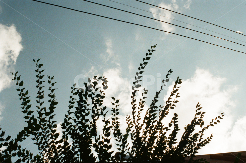 구름,하늘,나무,풍경,자연,nature,풍경사진,자연사진,clouds,sky,trees,나뭇잎,파란,푸른,파랑,감성,feeling,필름사진,자연,풍경,nature,landscape,flock,대군,animal,동물