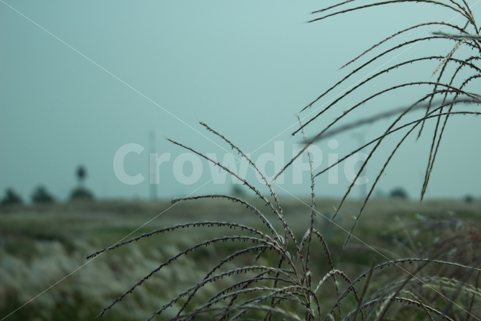 공원,자연,휴식,힐링,하늘공원,하늘,갈대,식물,자연,plants,nature