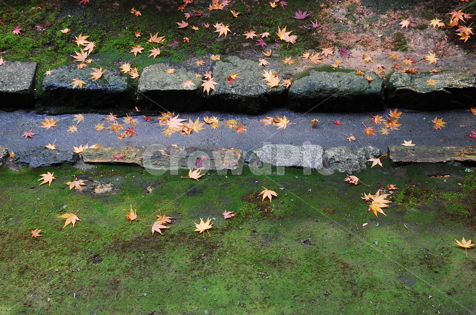 낙엽,물길,정원,풍경,물,바닥,가을,계절,fall,autumn,season,leaf,잎,plant,식물,tree,나무,maple,단풍,maple leaf,단풍잎