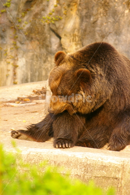 곰,동물,bear,animal,포유류,야생동물,동물,animal,포유류,mammal