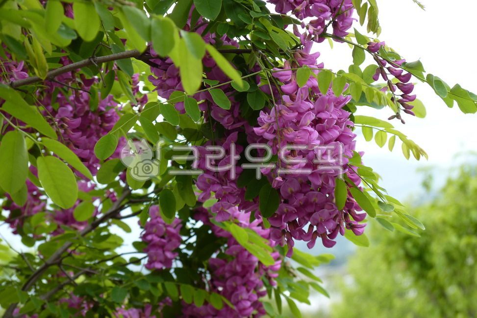 아카시아꽃,분홍아카시아꽃,보라색아카시아꽃,꽃,flower