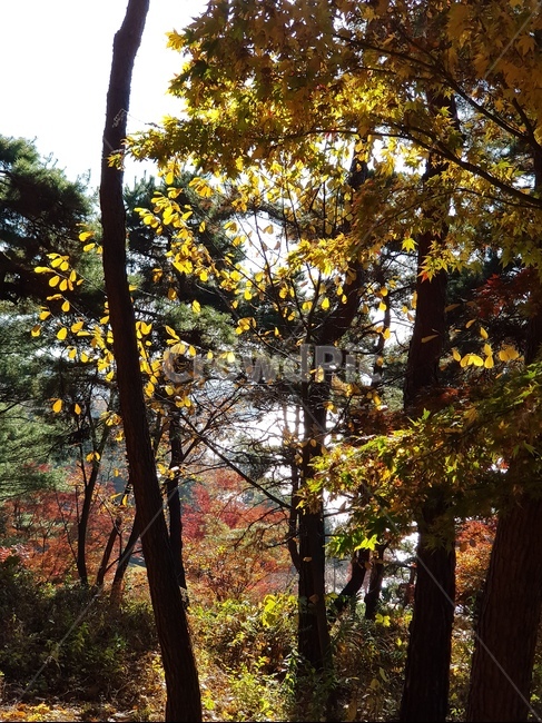 단풍,청남대단풍,단풍나무,가을,단풍잎,대청호단풍,가을단풍,빨간단풍,노란단풍