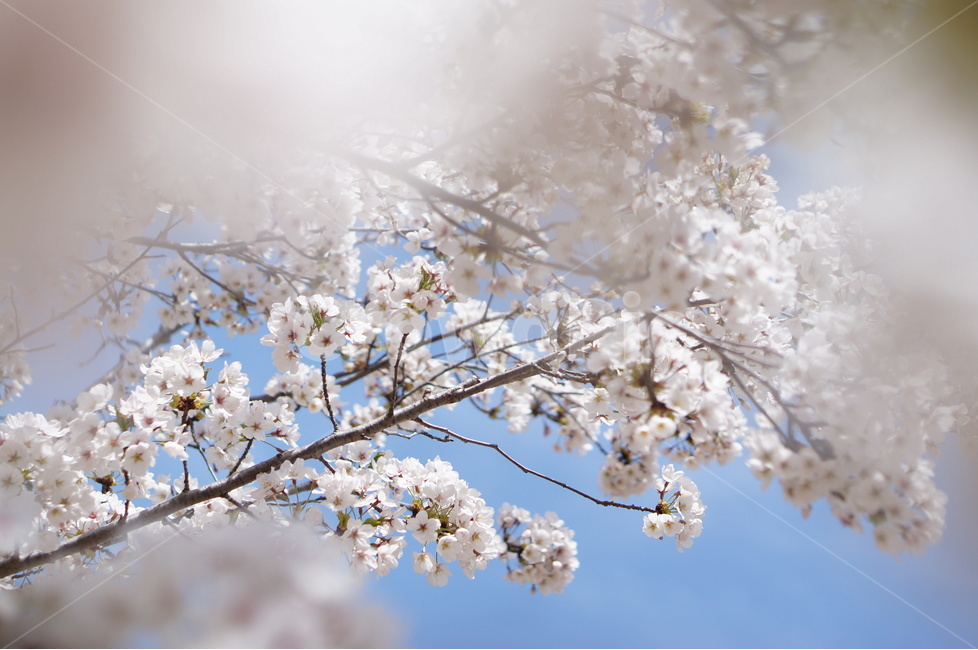 벚꽃,흰색,풍경,하늘,파랑,봄,봄,계절,spring,season,식물,자연,plants,nature,꽃,flower,plant,blossom