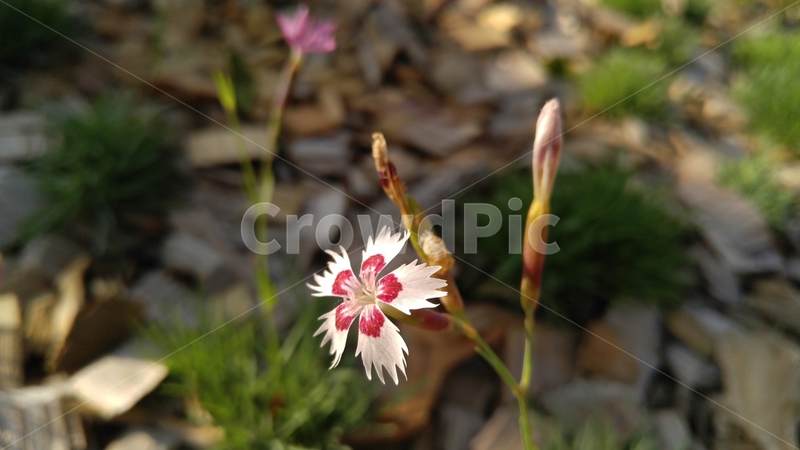 상록패랭이,꽃,식물,녹색,배경,감성,계절,flower,flants,green,background,emotional,season