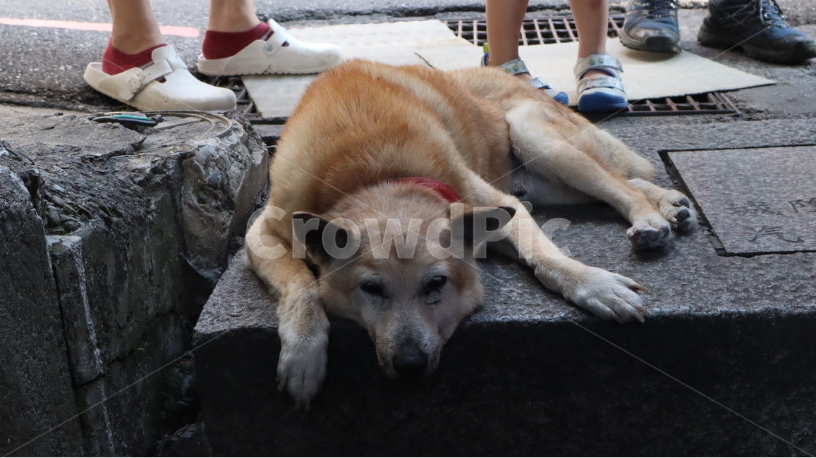 애완동물,dog,개,동물,animal,pet