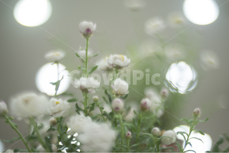 paper flowers,spring flowers,Rodante,white flower,bokeh