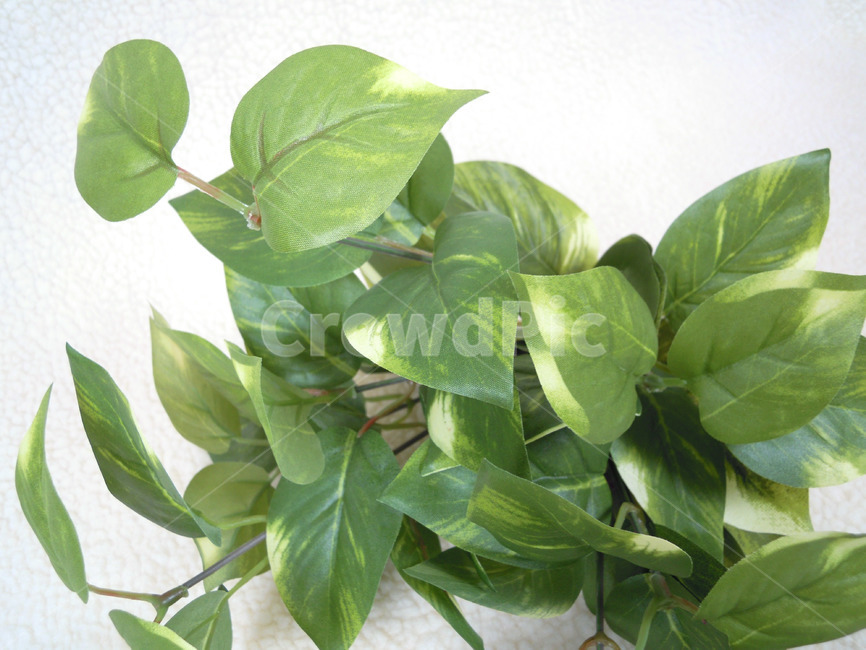 plant,식물,조화,artificialflower,잎,leaf