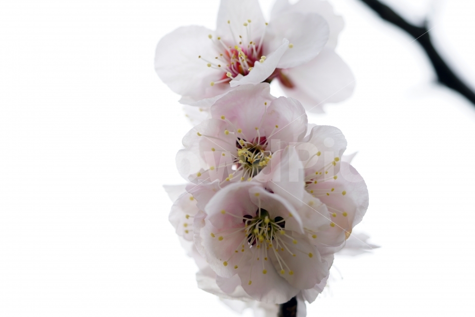 매화,꽃,나무,나뭇가지,산,하늘,봄,자연,플라워,꽃봉오리,flower,nature,spring,접사,macro,클로즈업,closeup,tree,숲,숲속,산림,삼림,조경,식물,plants,봄꽃,감성,힐링,풍경,landscape,식물,자연,plants,nature,봄,계절,spring,season,꽃,flower,plant,blossom