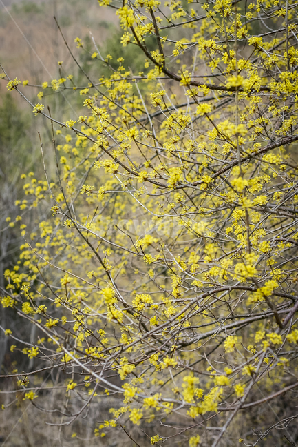 산수유,군락,봄,노란꽃,개화,cornus,풍경,경주,봄,계절,spring,season,식물,자연,plants,nature,꽃,flower
