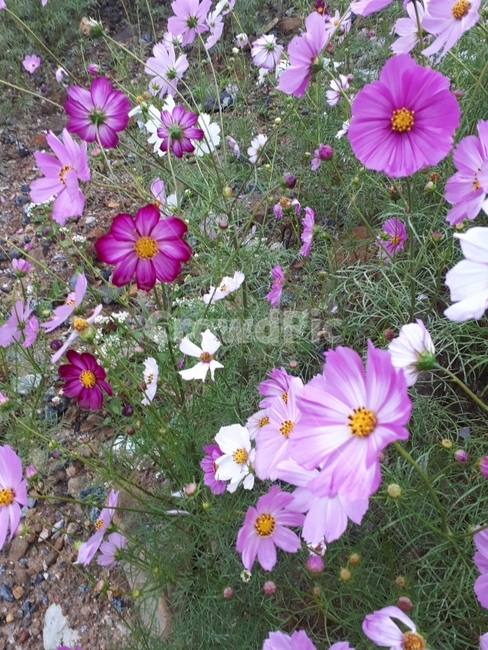 코스모스,꽃,가을,cosmos,flower,가을,계절,fall,autumn,season,식물,자연,plants,nature,꽃,flower,plant,geranium,제라늄,blossom