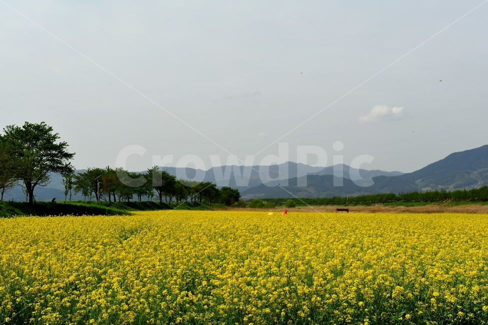 유체꽃,여행,유체꽃사진,유체밭,힐링,자연,풍경,nature,landscape,한국자연풍경,한국자연경관,korea nature landscape,grassland,목초지,outdoors,옥외,field,들,farm,농장,rural,농촌,meadow