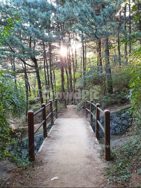 단풍나무,나무,단풍,오솔길,자연,plant,식물,나무줄기,햇빛,나뭇잎,trail,통로,bridge,boardwalk,산책로