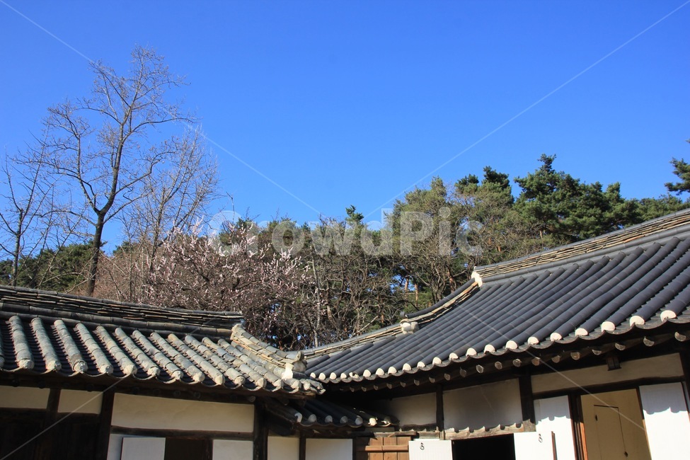 오죽헌,강릉,한옥,기와,풍경,지붕,기와집,하늘,한국전통,한국문화,한국랜드마크,한국관광지,한국명소,koreantraditional,koreanculture,landmark,roof