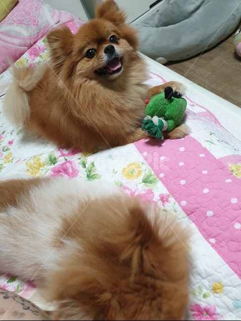 개,동물,반려견,강아지,포메라니안,동물,animal,포유류,mammal,개,강아지,dog,doggy