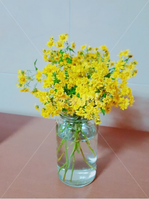 꽃,꽃꽂이,꽃병,노란색,노란꽃,실내용화초,화분,화초,house plant