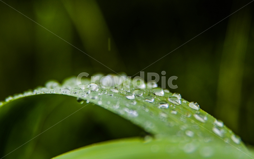 물방울,비온는날,자연,풀잎,물,빗방울,식물,자연,plants,nature