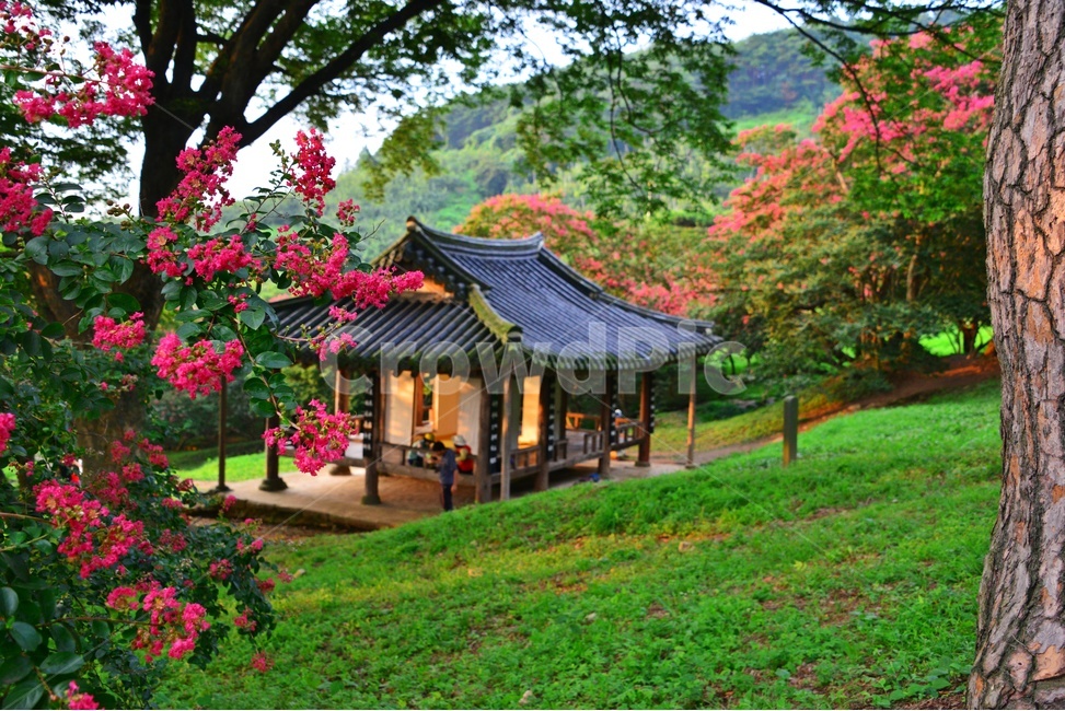 garden,정원,arbour,정자,human,인간,person,사람,outdoors,옥외,nature,자연,담양,명옥헌원림,명혹헌배롱나무,배롱나무,유적지,문화재