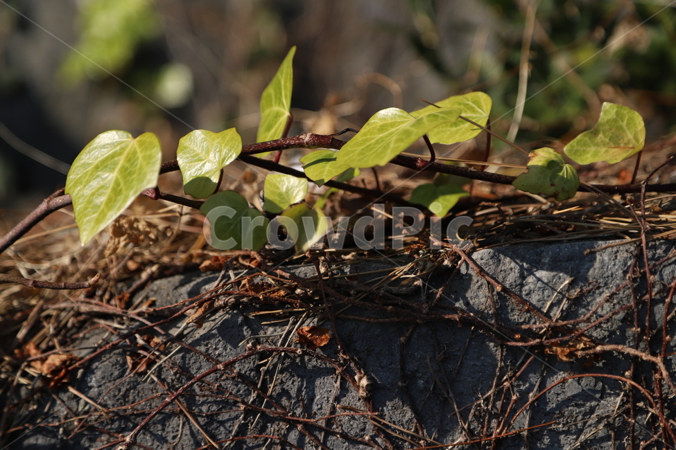 돌,식물,햇살,넝쿨,빛,식물,자연,plants,nature