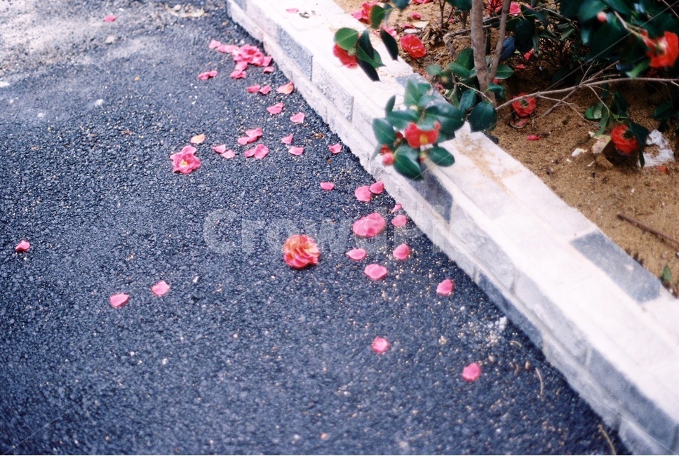 봄,꽃,자연,장미,핑크색,바닥,길거리,꽃,flower,감성,sensible,feeling