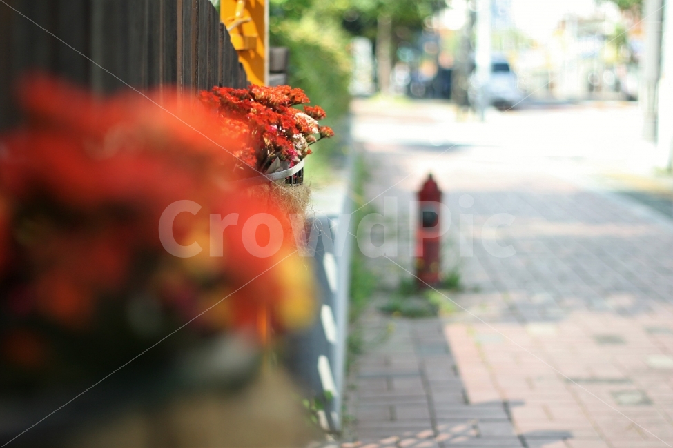 꽃,풍경,사물,장식,사진,화창함,식물,자연,plants,nature,꽃,flower
