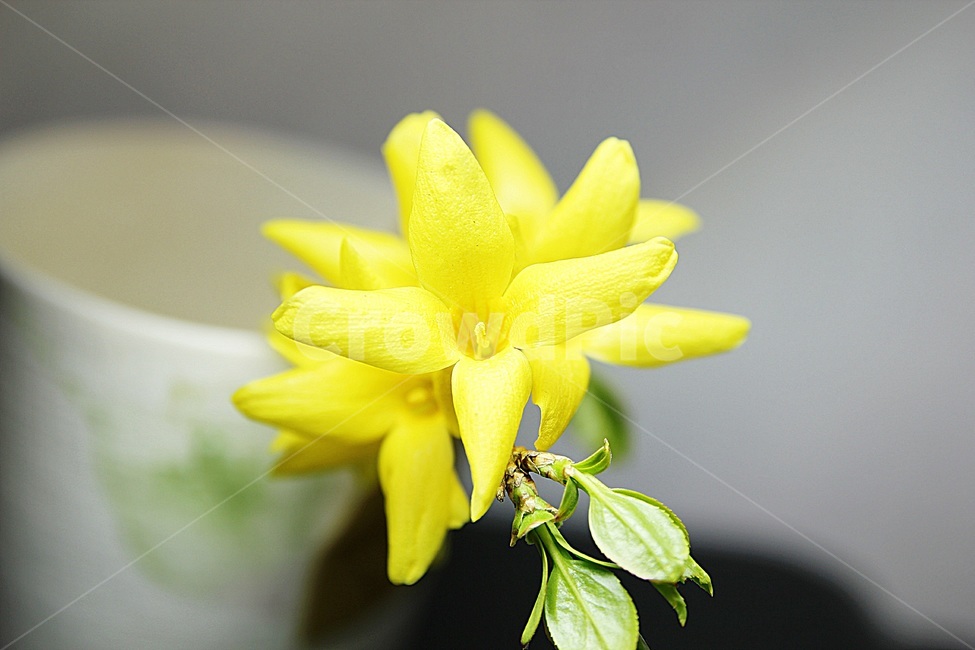 plant,식물,petal,꽃잎,flower,꽃,blossom,개나리,노란색,봄,상춘객,나무