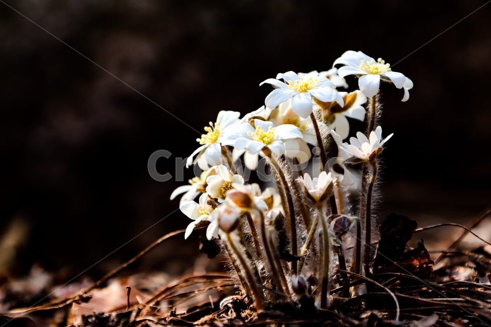 봄,노루귀,꽃,자연,힐링,감성,봄,계절,spring,season,식물,자연,plants,nature,꽃,flower,plant