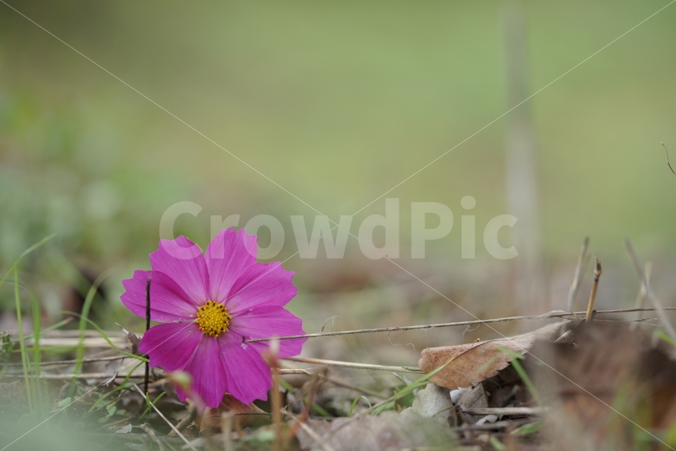코스모스,낙화,꽃,가을,감성,sensitive,낭만,식물,자연,plants,nature,가을,계절,fall,autumn,season,꽃,flower,plant